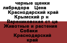 черные щенки лабрадора › Цена ­ 10 000 - Краснодарский край, Крымский р-н, Варениковская ст-ца Животные и растения » Собаки   . Краснодарский край